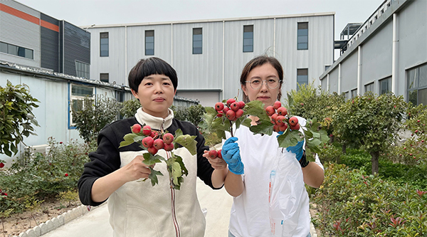 天元星“山楂”采摘活動，紅紅火火豐收季